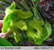 Sarracenia flava (kapturnica żółta)