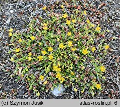 Saxifraga aizoides (skalnica nakrapiana)