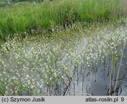Hottonietum palustris - zespół okrężnicy bagiennej
