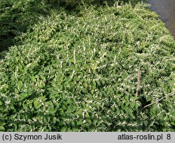 zbiorowisko z Reynoutria japonica - zarośla rdestu ostrokończystego
