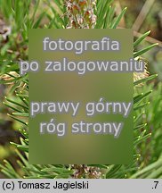 Pinus pungens (sosna kłująca)
