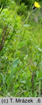 Hieracium uechtritzianum (jastrzębiec Uechtritza)