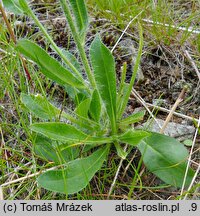 Hieracium rohlenae (jastrzębiec Rohleny)