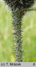 Hieracium melanocephalum (jastrzębiec ciemnokoszyczkowy)