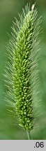 Setaria viridis (wÅ‚oÅ›nica zielona)
