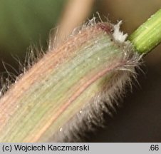 Bromus arvensis (stokÅ‚osa polna)
