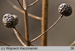 Neslia paniculata (ożędka groniasta)