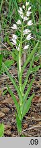 Cephalanthera longifolia (buławnik mieczolistny)