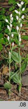 Cephalanthera damasonium (buławnik wielkokwiatowy)