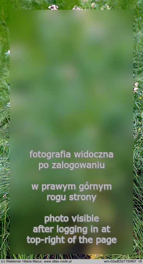 Hyoscyamus niger (lulek czarny)