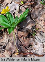 Anemone ranunculoides (zawilec żółty)
