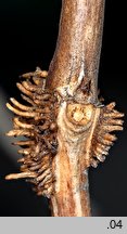 Campsis radicans (milin amerykański)