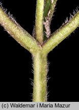 Anemone nemorosa (zawilec gajowy)