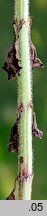 Lysimachia punctata (tojeść kropkowana)