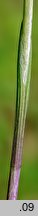 Cephalanthera rubra (buÅ‚awnik czerwony)