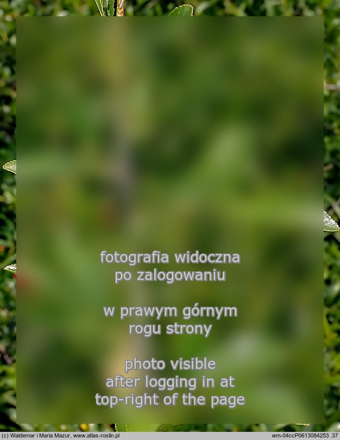 Cerasus fruticosa (wiśnia karłowata)