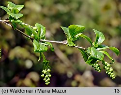 Berberis vulgaris (berberys zwyczajny)