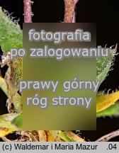Erophila verna (wiosnówka pospolita)