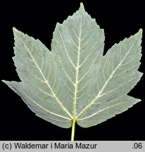 Acer pseudoplatanus (klon jawor)
