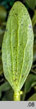 Viscum album ssp. abietis (jemioła pospolita jodłowa)