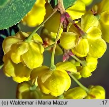 Berberis vulgaris (berberys zwyczajny)