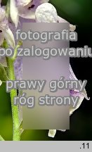 Aconitum moldavicum ssp. moldavicum (tojad mołdawski typowy)