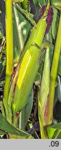 Zea mays (kukurydza zwyczajna)