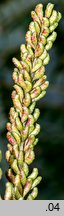Amorpha fruticosa (amorfa krzewiasta)