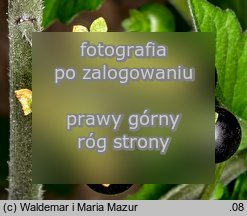 Solanum nigrum (psianka czarna)