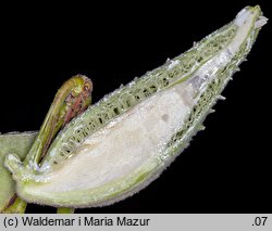 Asclepias syriaca (trojeść amerykańska)
