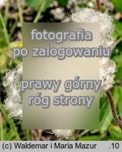 Anemone sylvestris (zawilec wielkokwiatowy)