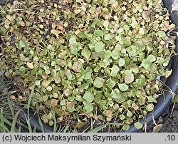 Claytonia perfoliata (klajtonia przeszyta)