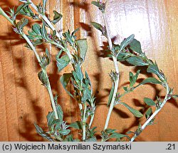 Amaranthus albus (szarłat biały)