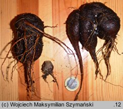 Mirabilis longiflora (dziwaczek dÅ‚ugokwiatowy)