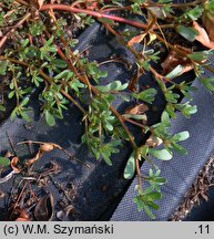 Portulaca oleracea ssp. oleracea (portulaka pospolita typowa)