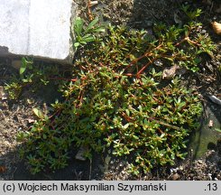 Portulaca oleracea ssp. oleracea (portulaka pospolita typowa)