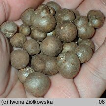 Dioscorea polystachya (pochrzyn chiński)