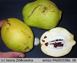 Pseudocydonia sinensis (pigwowiec chiÅ„ski)