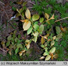 Padus virginiana (czeremcha wirginijska)