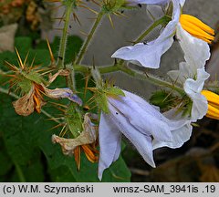 Solanum sisimbriifolium (psianka stuliszolistna)