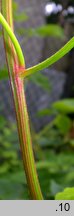 Hablitzia tamnoides (szpinak kaukaski)