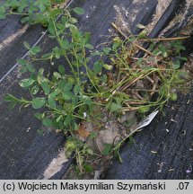 Medicago scutellata (lucerna gwieździsta)