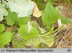 Cucurbita argyrosperma (dynia srebrnonasienna)