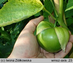 Physalis ixocarpa ‘Giant Tomatillo’ (tomatillo ‘Giant Tomatillo’)