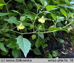 Physalis longifolia var. subglabrata