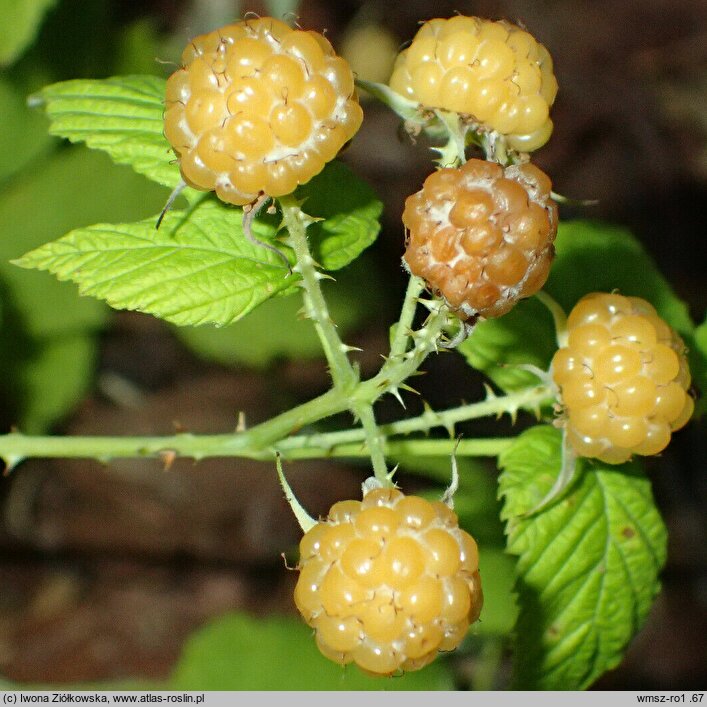 Rubus occidentalis ‘var. flava’ (malina czarna ‘var. flava’)