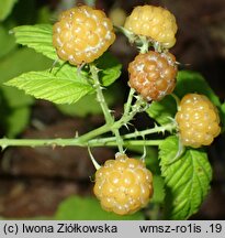 Rubus occidentalis ‘var. flava’ (malina czarna ‘var. flava’)