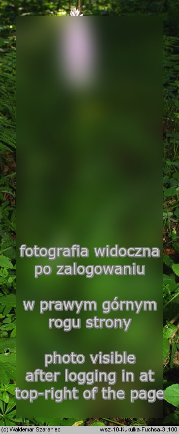 Dactylorhiza fuchsii (kukuÅ‚ka Fuchsa)