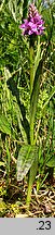 Dactylorhiza ×braunii