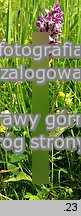 Dactylorhiza majalis (kukułka szerokolistna typowa)